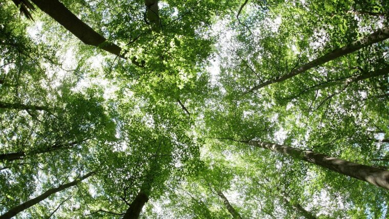 Tree crowns in the Hainich National Park